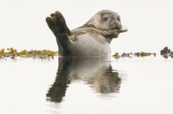 Common seal on its favourite basking rock.  ( Nick Card)