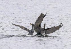 Cormorants squabbling over a catch.  ( Nick Card) 