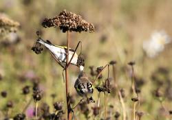 Dad goldfinch provides his offspring with some seeds.  ( Nick Card) 