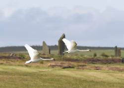Ring of Brodgar flyby.  ( Nick Card)