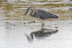 Heron on the hunt.  ( Nick Card)