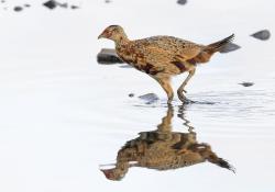 A new species of water? A young pheasant on the shore.  ( Nick Card) 