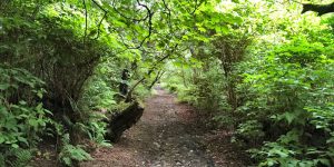 Binscarth Woods, Firth, Orkney. (Sigurd Towrie)