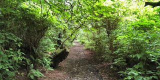 Binscarth Woods, Firth, Orkney. (Sigurd Towrie)