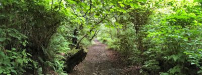 Binscarth Woods, Firth, Orkney. (Sigurd Towrie)